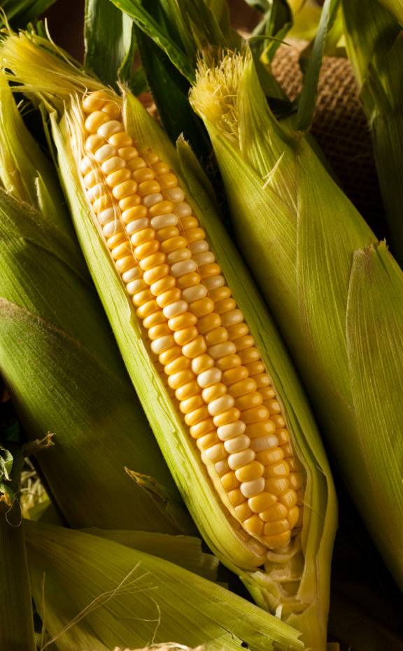 Maíz